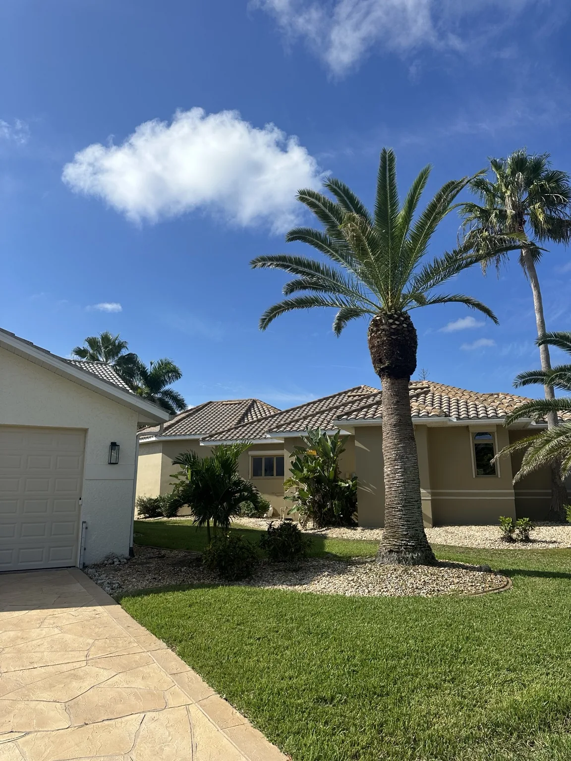 Professionally trimmed palm at a Southwest Florida home