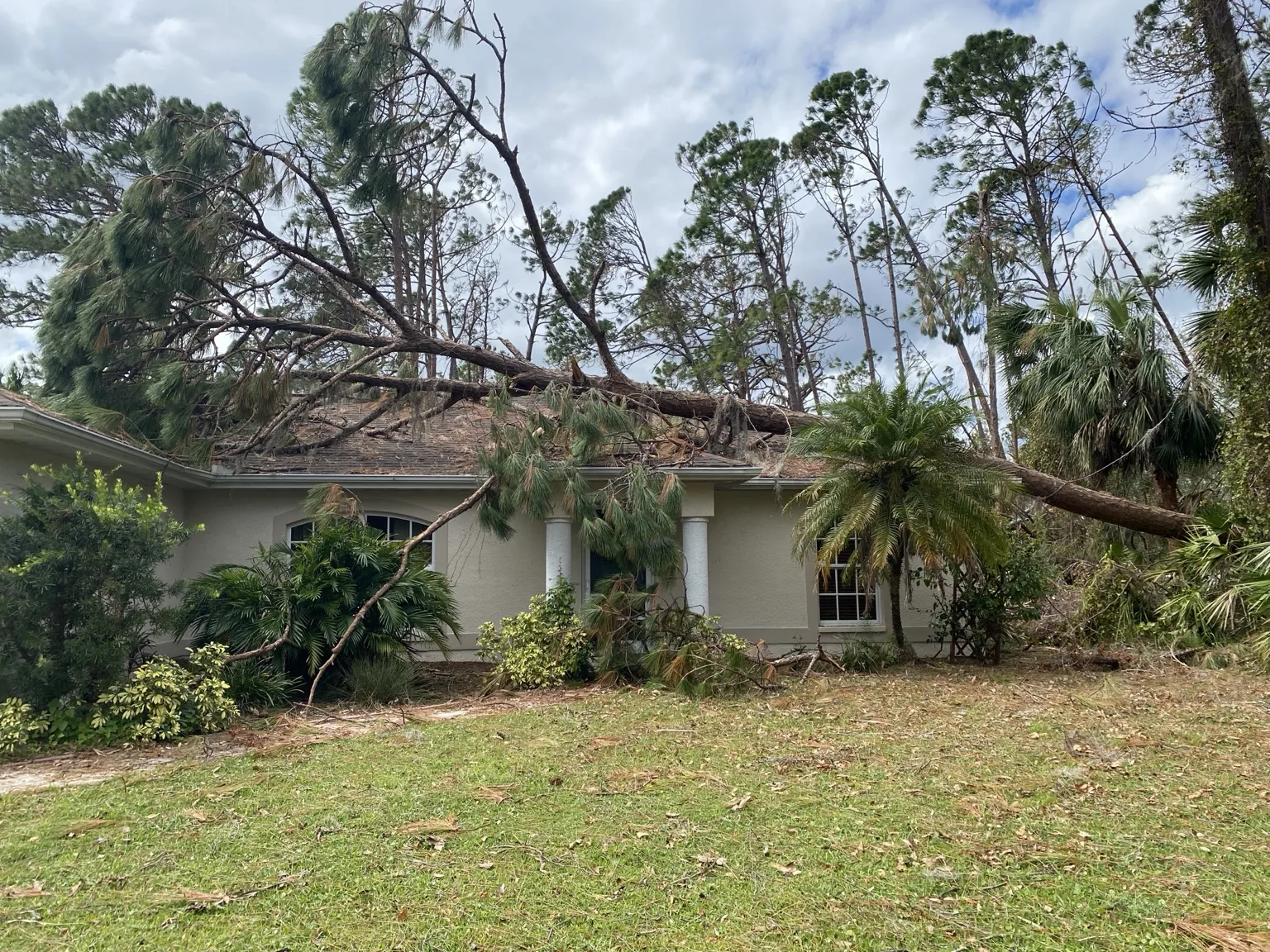 Large storm-damaged pine tree fallen on a home