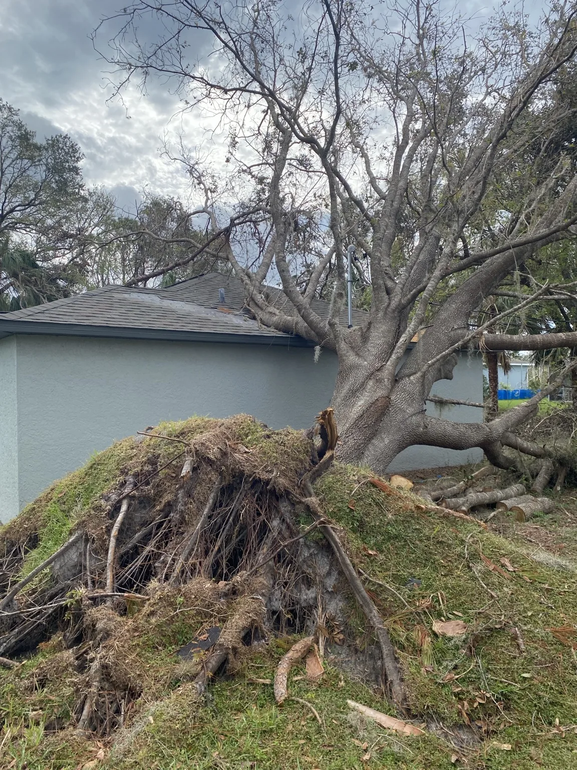 Uprooted storm-damaged tree near a home